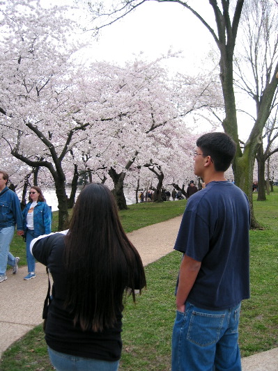Sakura Potomac
