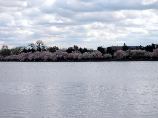 Sakura Potomac 2