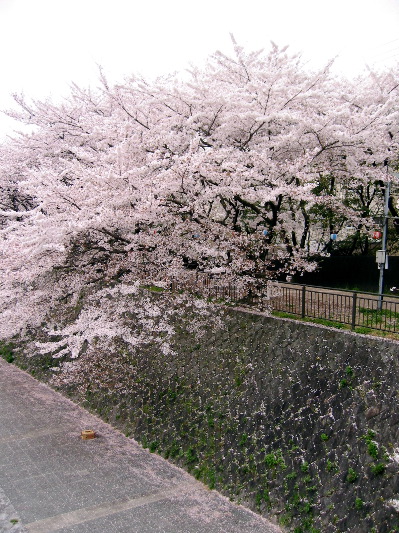 Sakura no michi 2