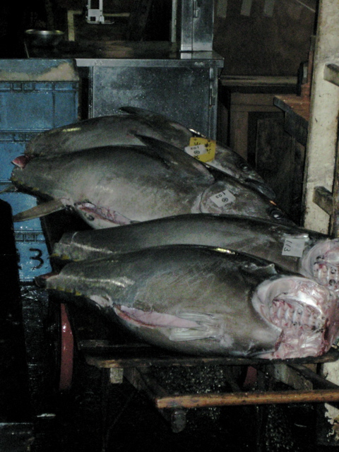Tsukiji Fish Market 1