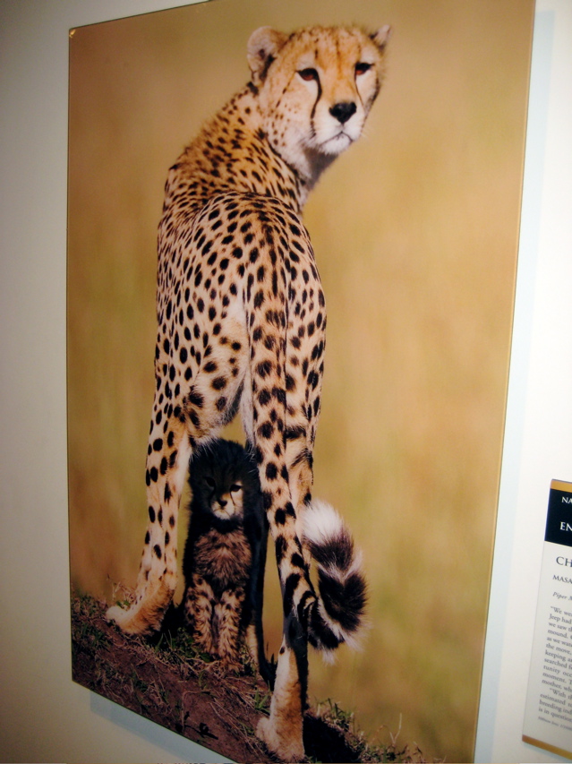 Smithsonian Natural History 2