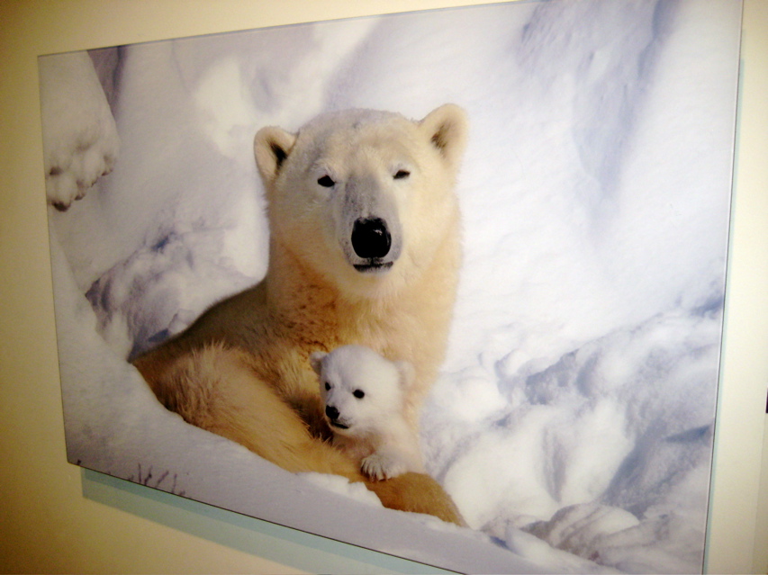 Smithsonian Natural History 3