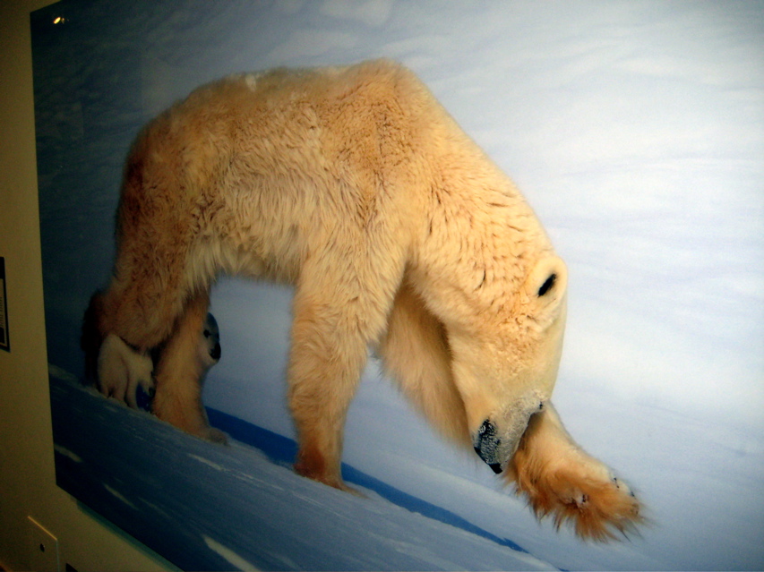 Smithsonian Natural History 4