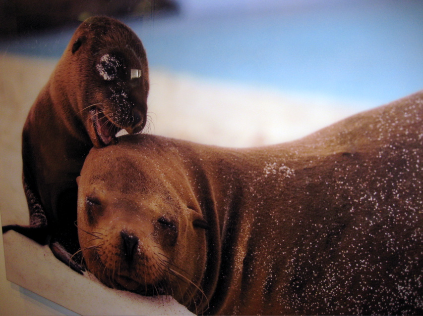 Smithsonian Natural History 5