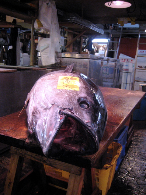 Tsukiji Market 15